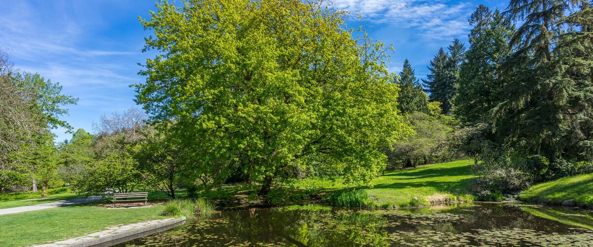 Washington park arboretum, Spring