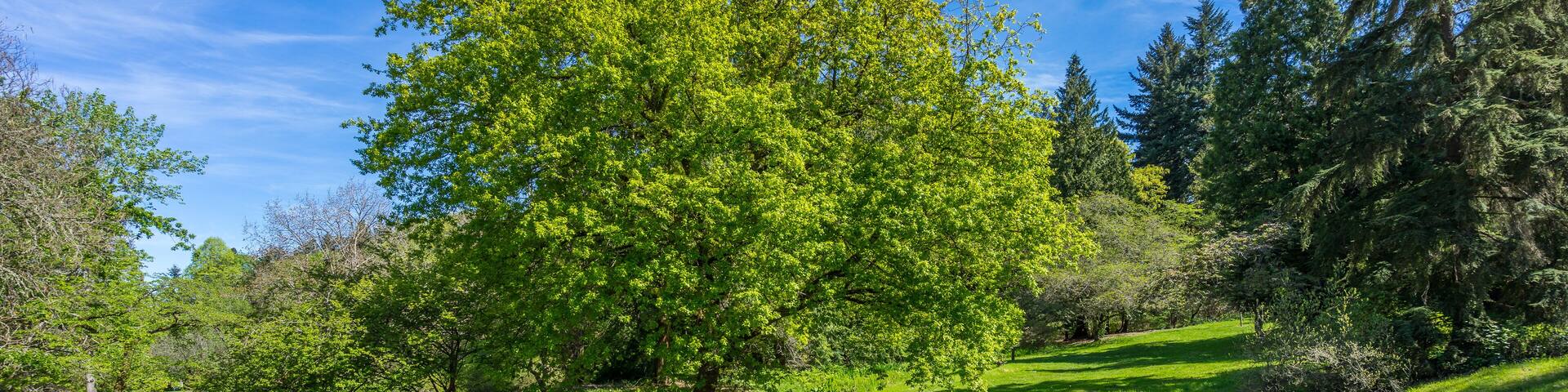Washington park arboretum, Spring