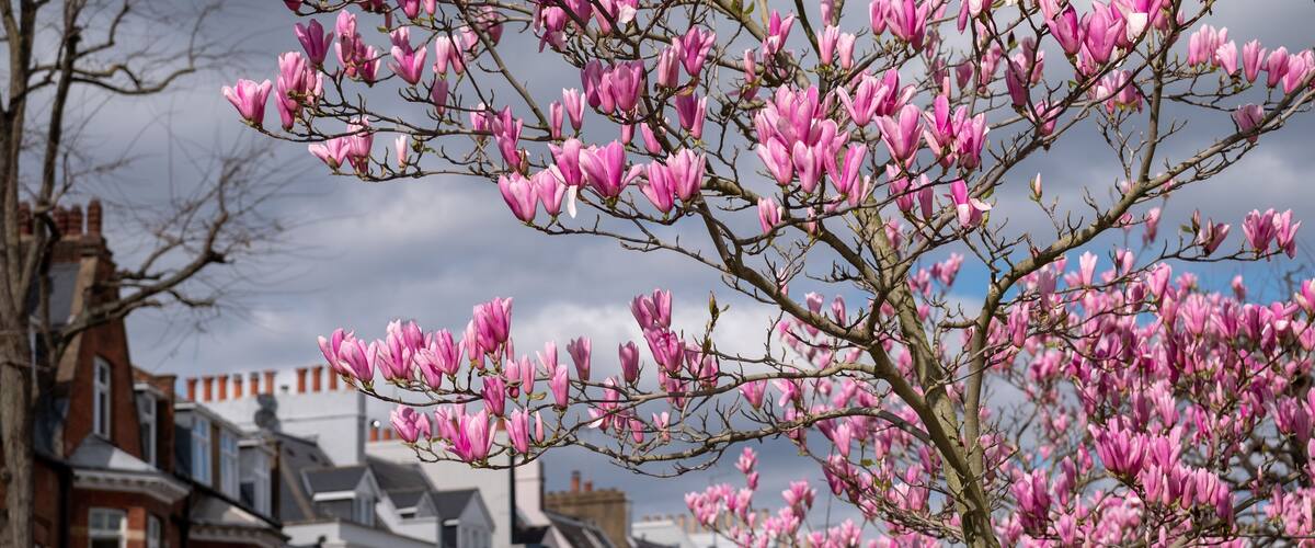 Stunnng pastel pink magnolia flowers, photographed on a bright day in Notting Hill, west London UK. Magnolia trees flower for about three days a year in springtime.