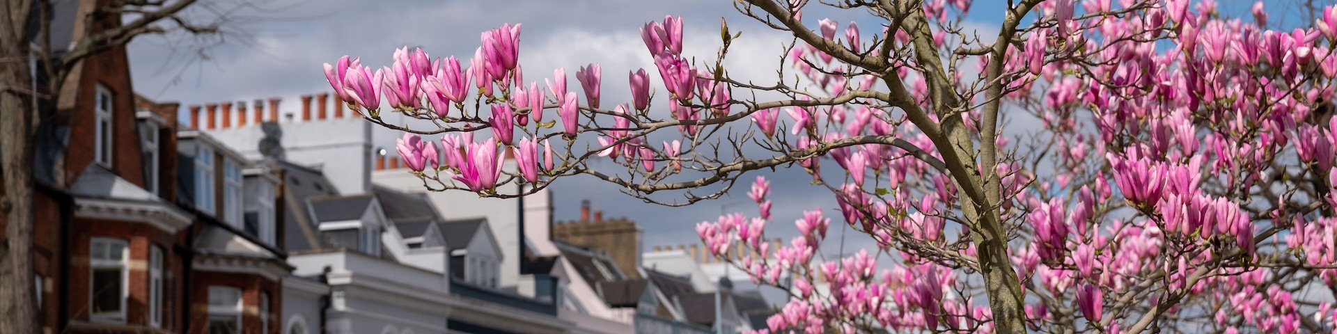 Stunnng pastel pink magnolia flowers, photographed on a bright day in Notting Hill, west London UK. Magnolia trees flower for about three days a year in springtime.