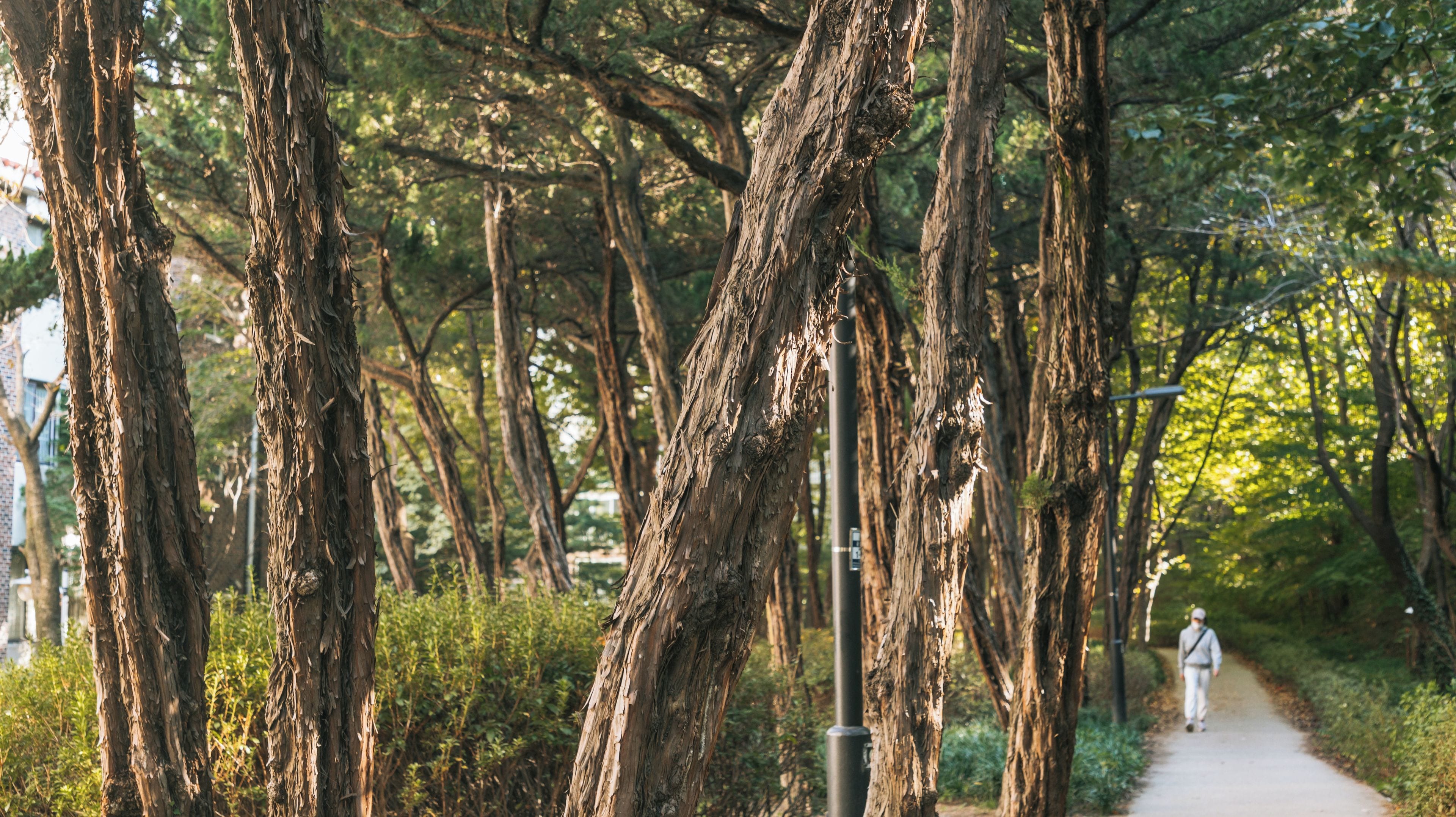 Un sendero bordeado de árboles con una persona caminando.