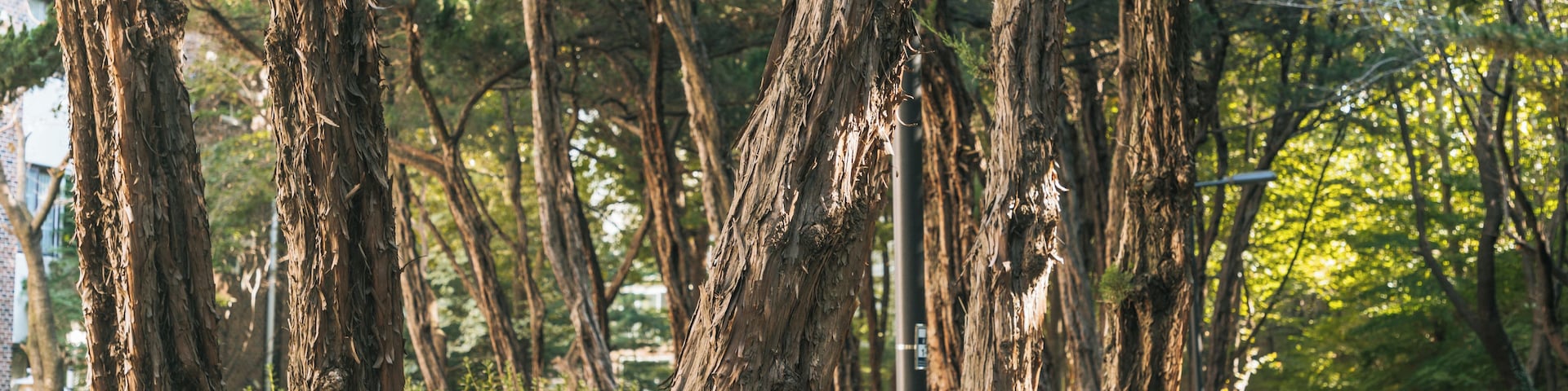 Un sendero bordeado de árboles con una persona caminando.