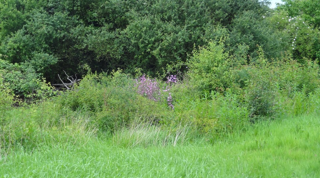 Islip Manor Meadows in Ealing, London
