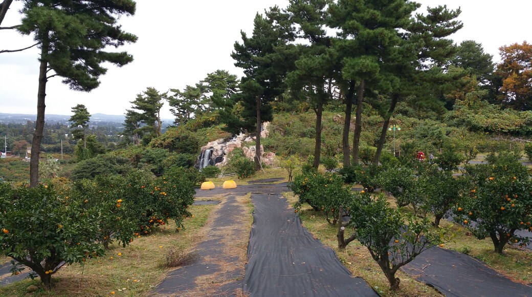Seogwipo Citrus Museum, Jeju.