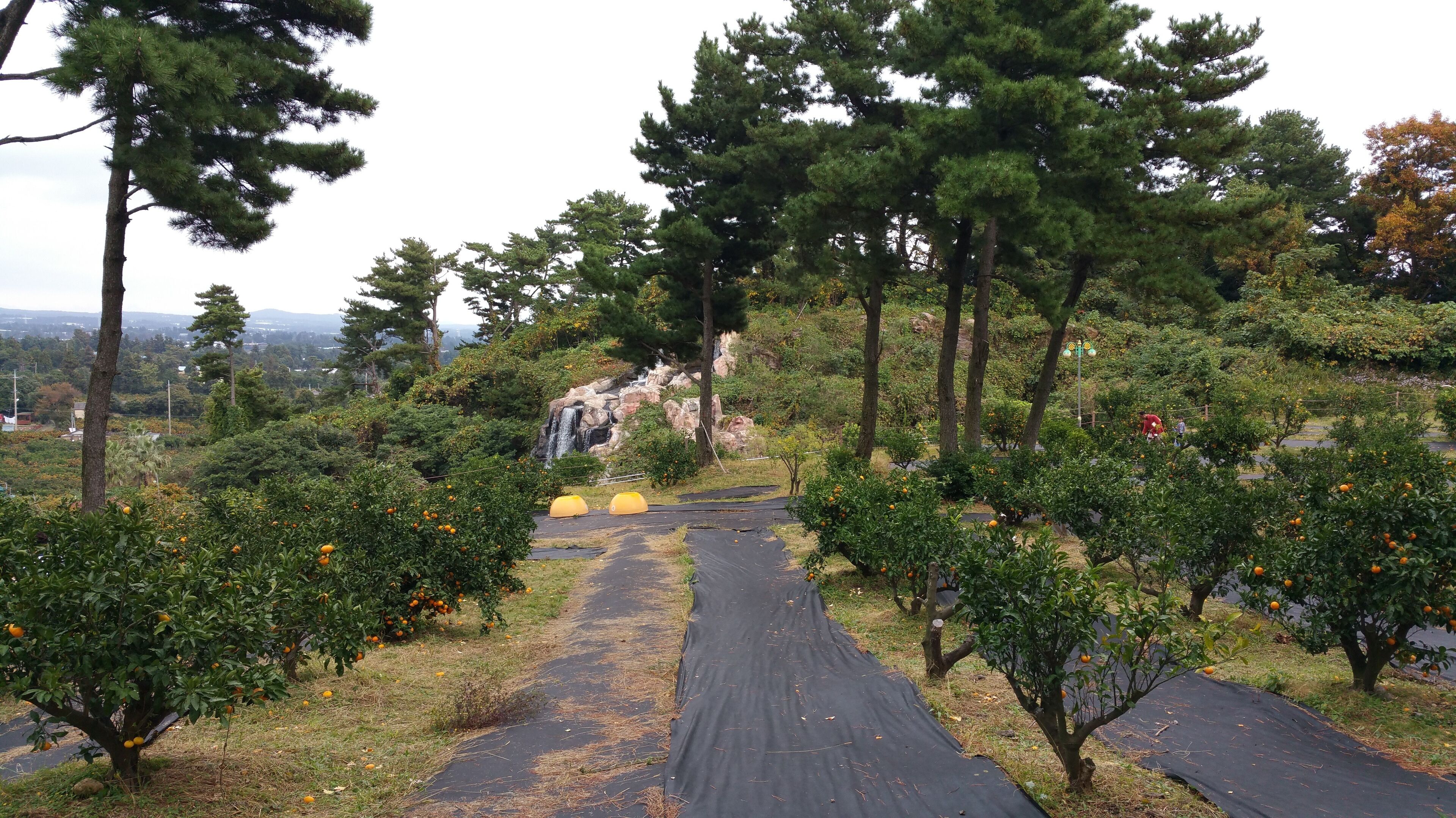 A pathway leading to a waterfall surrounded by trees and orange trees.
