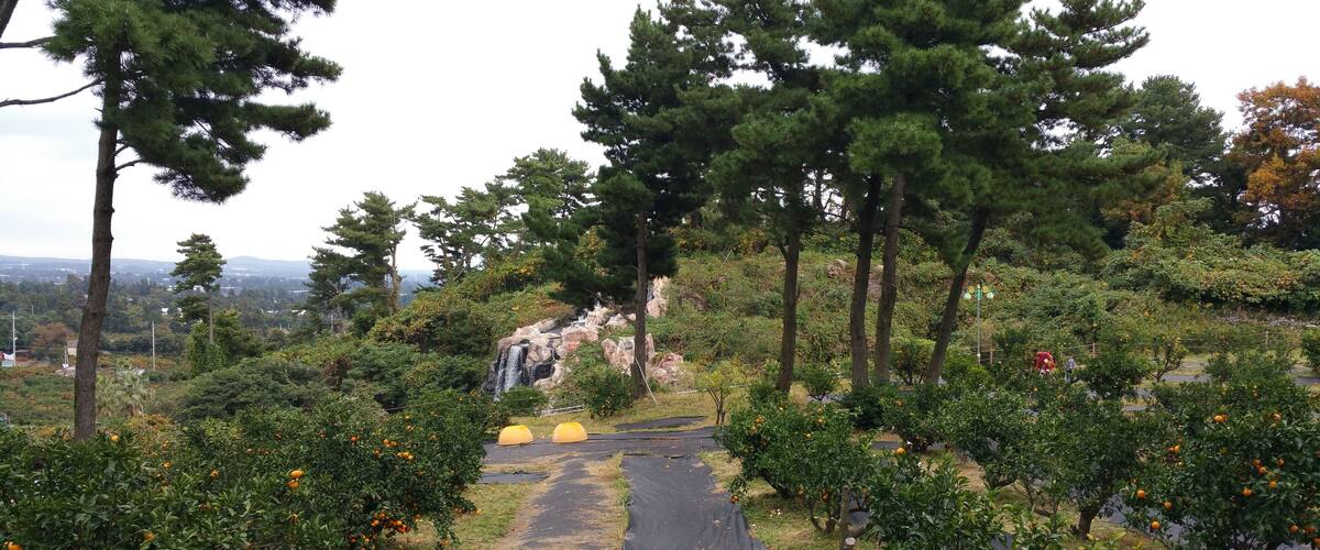 A pathway leading to a waterfall surrounded by trees and orange trees.