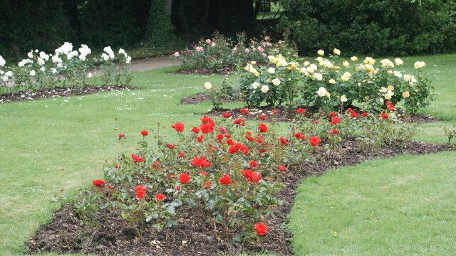 The Rose Garden, Morden Hall Park http://www.nationaltrust.org.uk/main/w-vh/w-visits/w-findaplace/w-mordenhallpark-2/