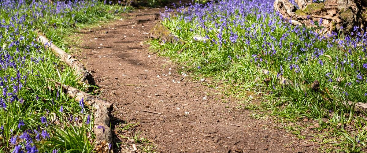 Carpet of wild bluebells in woodland, photographed at Pear Wood next to Stanmore Country Park in Stanmore, Middlesex, UK