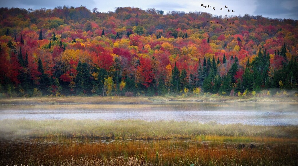 Deep nature in the city of Quebec, Quebec, Canada.
