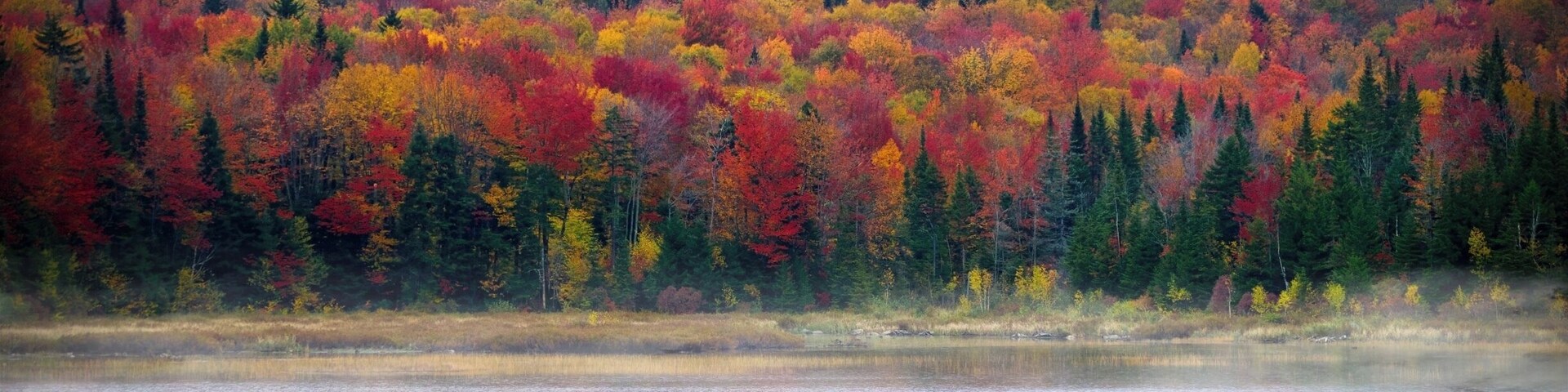 Deep nature in the city of Quebec, Quebec, Canada.