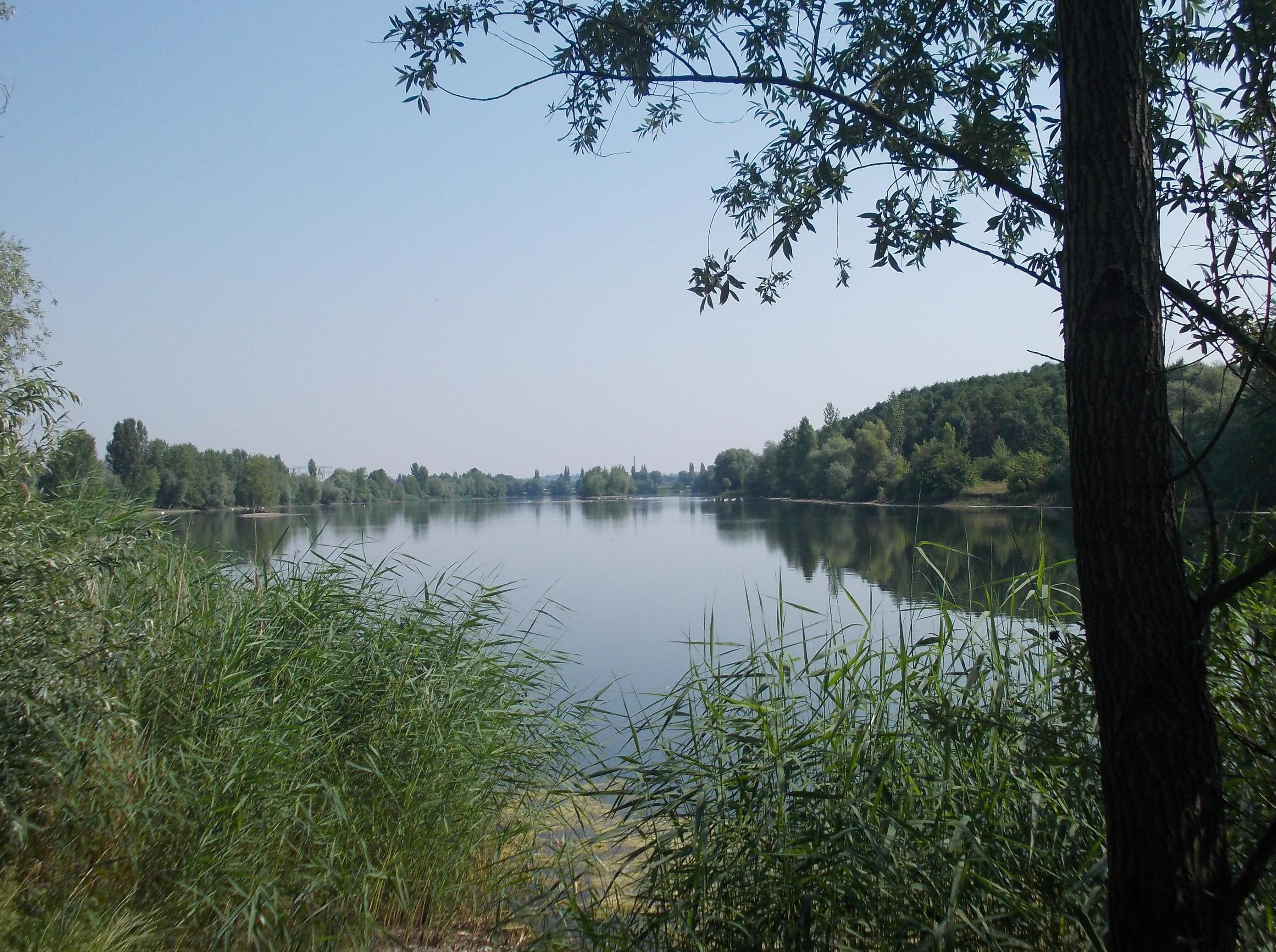 Un lac paisible, bordé d’arbres et de végétation.