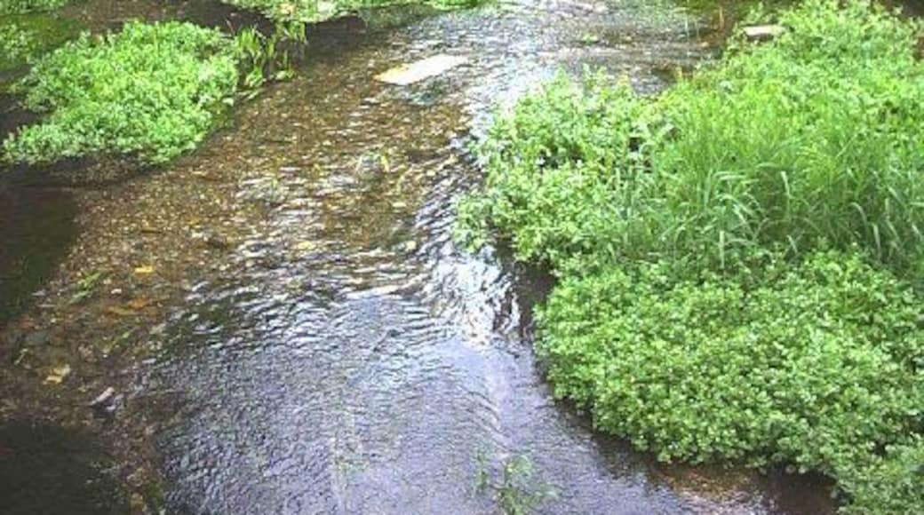 River Wandle from the Middleton Road bridge.