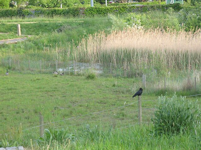 Birds in Sutcliffe Park. A crow perches on a fence post and some ducks enjoy the fringes of a reedy pond. Most of the park is in the neighbouring square - see 20470.