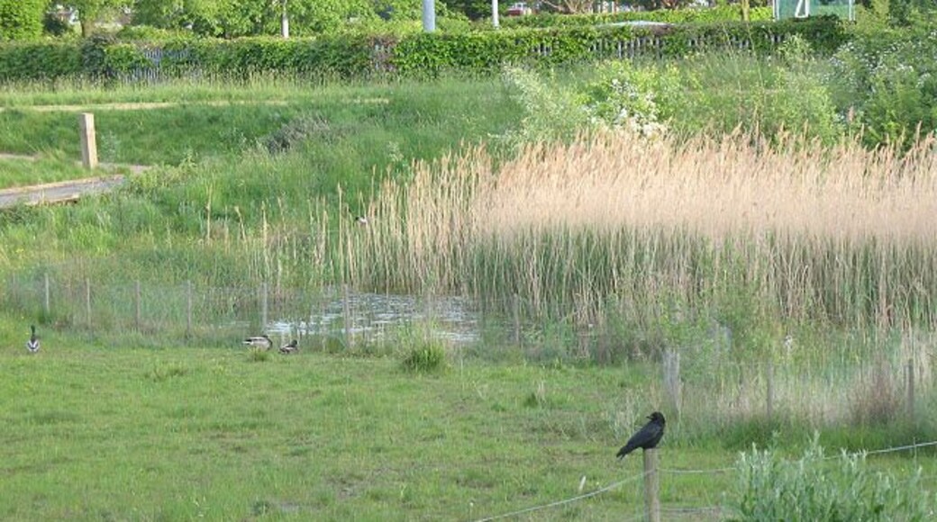 Birds in Sutcliffe Park. A crow perches on a fence post and some ducks enjoy the fringes of a reedy pond. Most of the park is in the neighbouring square - see 20470.
