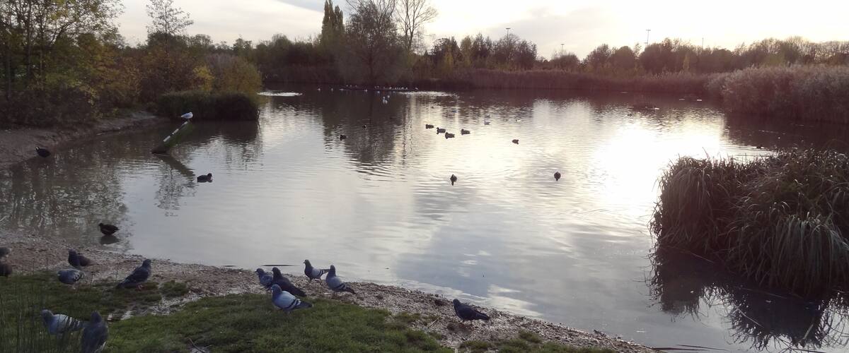 Lake in Sutcliffe Park, Eltham, London