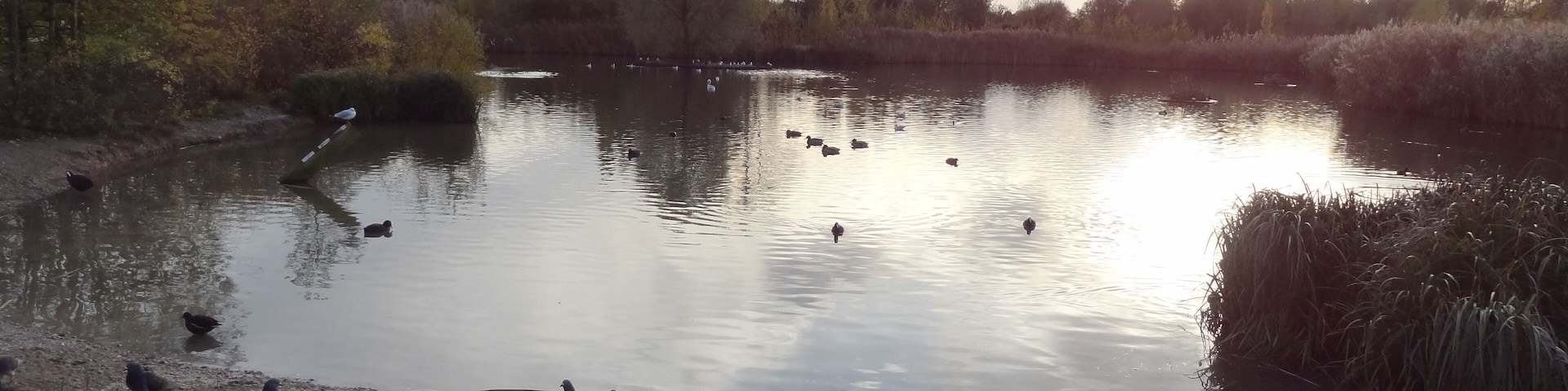 Lake in Sutcliffe Park, Eltham, London