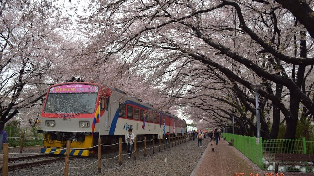 cherry blossom railroad @ Gyeonghwa Station during Jinhae Gunhangje festival