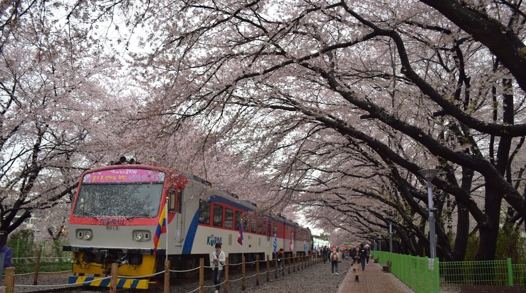 cherry blossom railroad @ Gyeonghwa Station during Jinhae Gunhangje festival