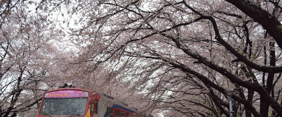 cherry blossom railroad @ Gyeonghwa Station during Jinhae Gunhangje festival