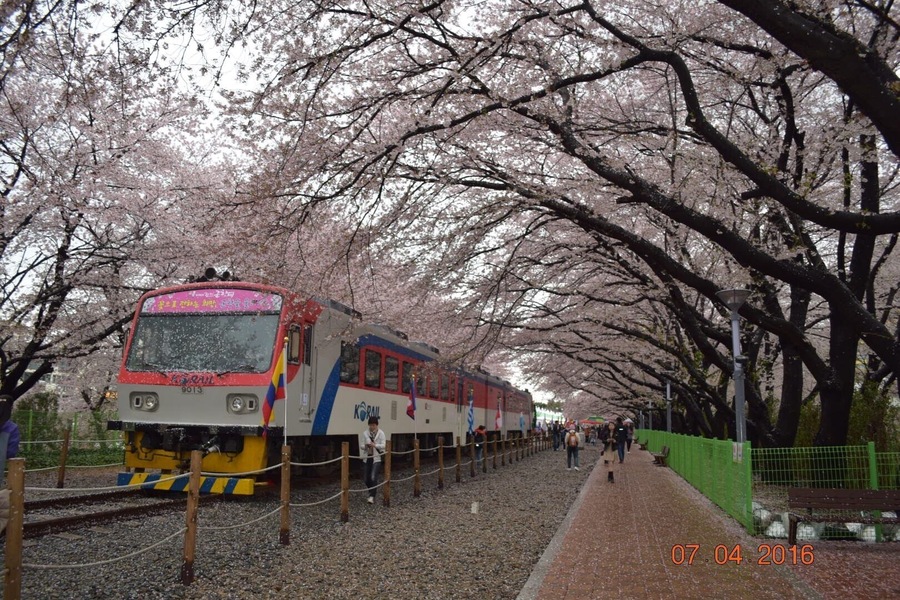 cherry blossom railroad @ Gyeonghwa Station during Jinhae Gunhangje festival