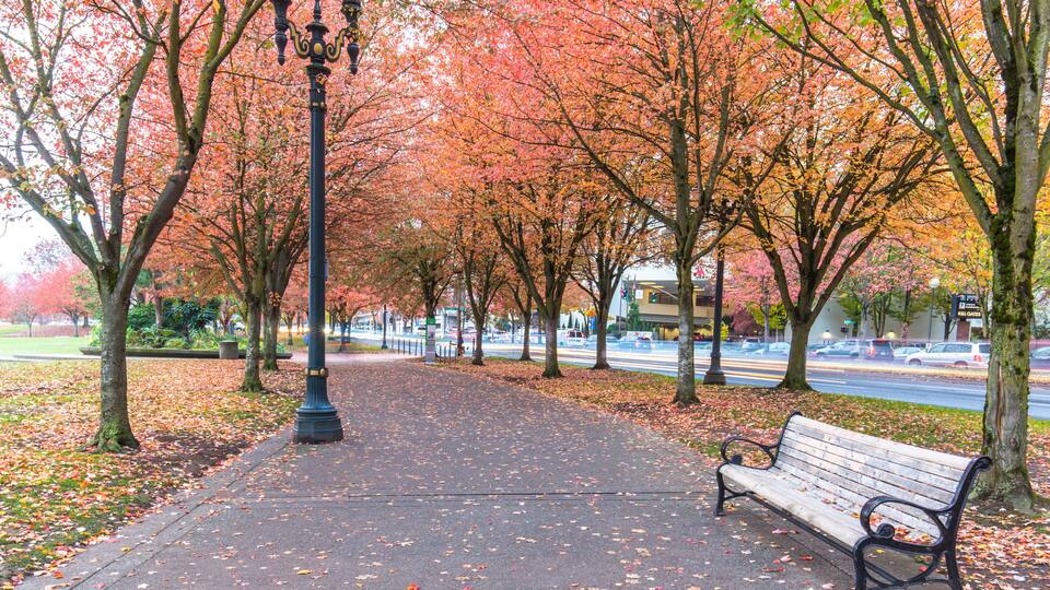 A park pathway lined with trees displaying autumn foliage, a bench, and a street in the background.