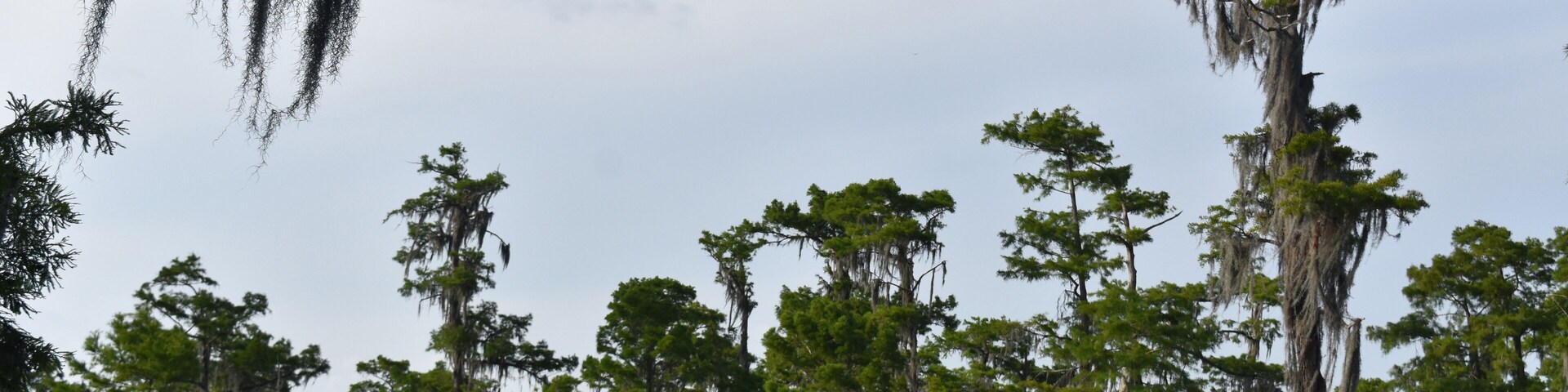 Cloudy Skies Over the Bayou and Wetlands of Louisiana