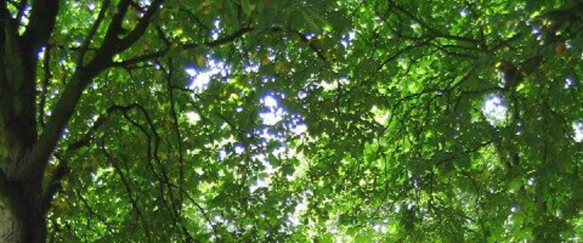 The Drive, Bedfords Park, Collier Row, London Borough of Havering. This urban park of 210 acres is jointly managed by Havering Council and Essex Wildlife Trust. It formed part of the Bedford Estate of Sir Thomas Cooke the Lord Mayor of London who enclosed it in the 15th century.