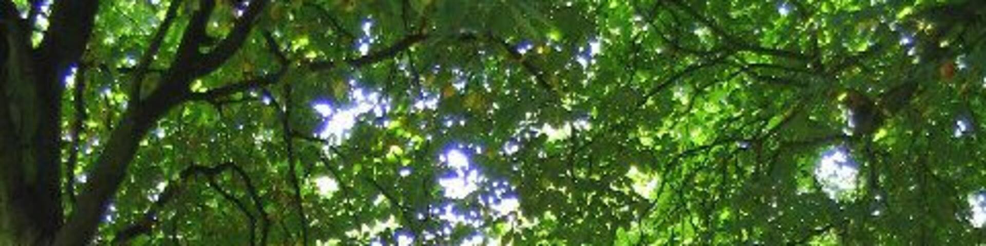 The Drive, Bedfords Park, Collier Row, London Borough of Havering. This urban park of 210 acres is jointly managed by Havering Council and Essex Wildlife Trust. It formed part of the Bedford Estate of Sir Thomas Cooke the Lord Mayor of London who enclosed it in the 15th century.