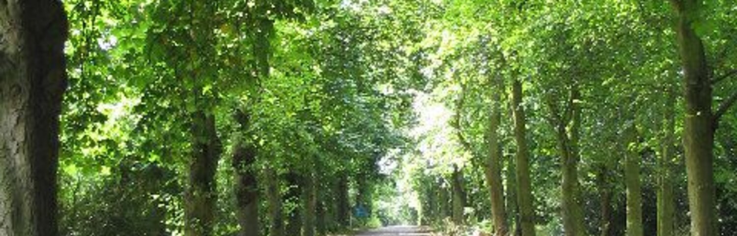 The Drive, Bedfords Park, Collier Row, London Borough of Havering. This urban park of 210 acres is jointly managed by Havering Council and Essex Wildlife Trust. It formed part of the Bedford Estate of Sir Thomas Cooke the Lord Mayor of London who enclosed it in the 15th century.