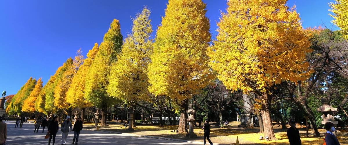 靖国神社イチョウ並木