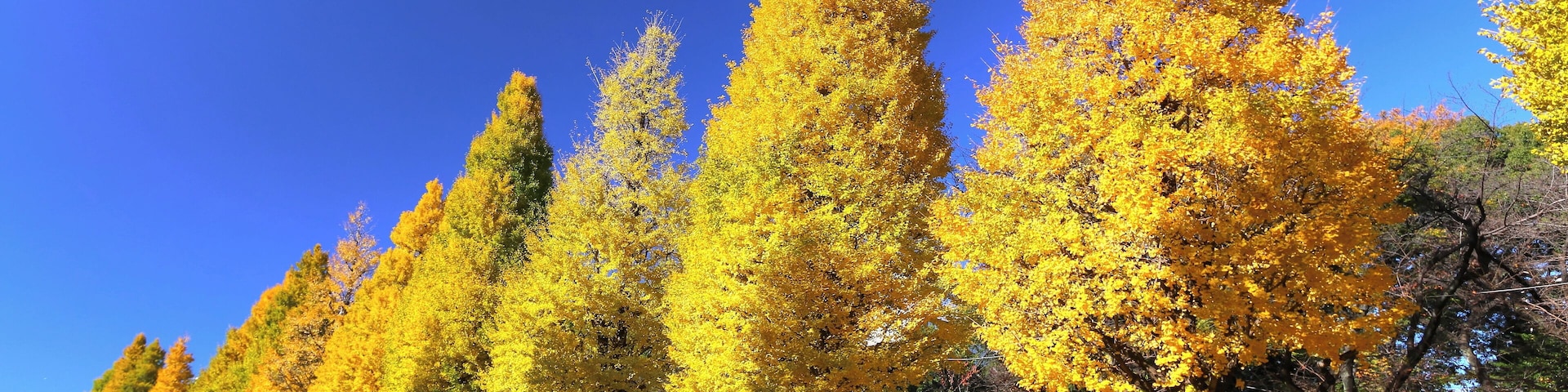 靖国神社イチョウ並木
