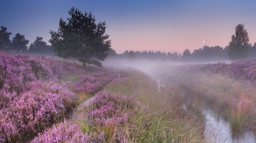 Path through blooming heather at dawn