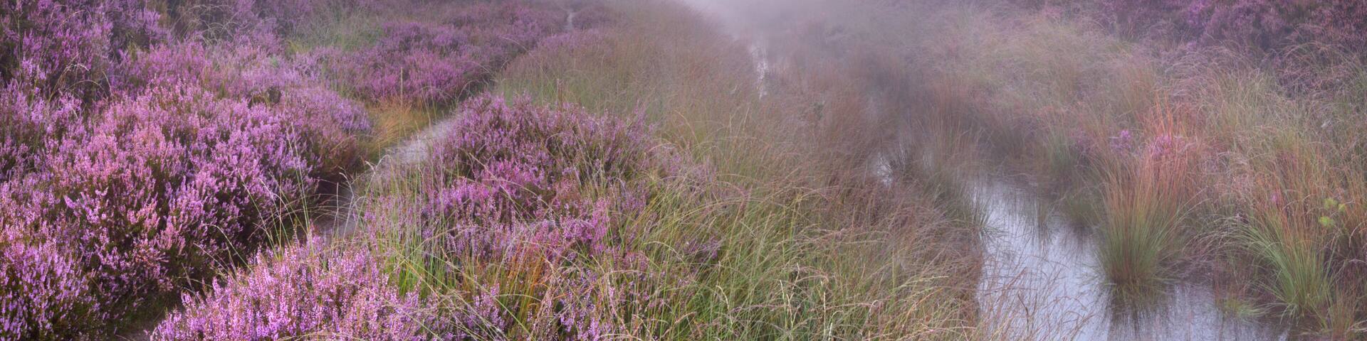 A misty landscape with purple heather fields and a large tree.