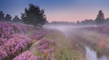 Path through blooming heather at dawn