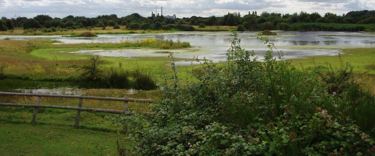 Marshy land at the east side of Eastbrookend Country Park. Photo taken July 2008. Owner: London Borough of Barking and Dagenham.