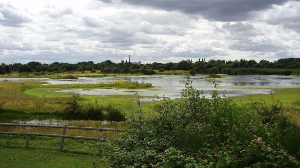 Marshy land at the east side of Eastbrookend Country Park. Photo taken July 2008. Owner: London Borough of Barking and Dagenham.