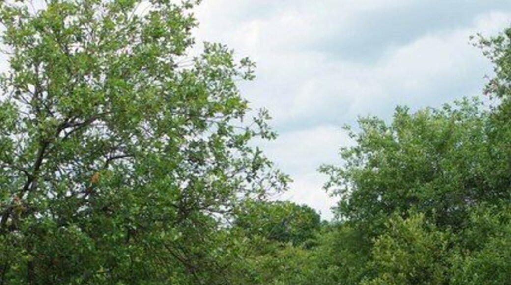 Reserve Manager! Horse grazing is used in 1362986 nature reserve to maintain the habitat without which the open land would rapidly turn into secondary woodland. To learn more about this London Wildlife Trust Reserve see http://www.wildlondon.org.uk/Naturereserves/TheChase/tabid/142/Default.aspx