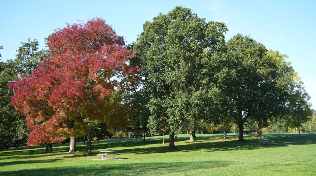 ๋ธ๋ ๋ ์ค ํํ