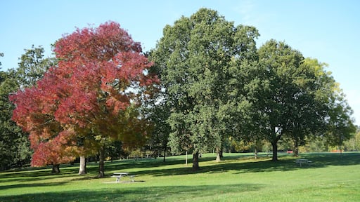 A Beautiful group of trees in Danson Park, Bexleyheath, Bexley, London, UK.