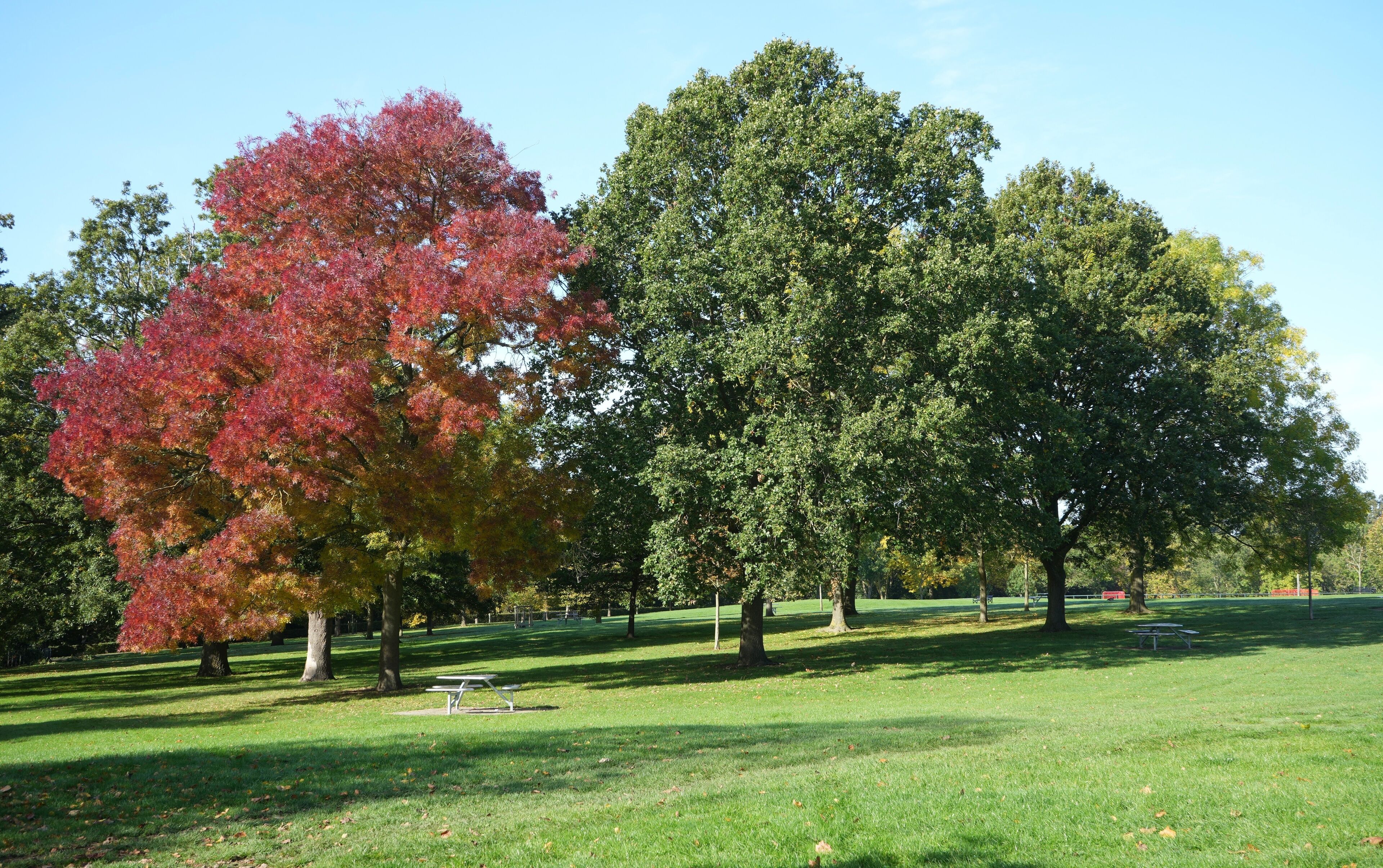 A park with a picnic table and trees with autumn foliage.