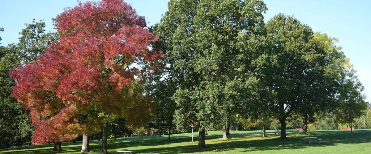 A park with a picnic table and trees with autumn foliage.