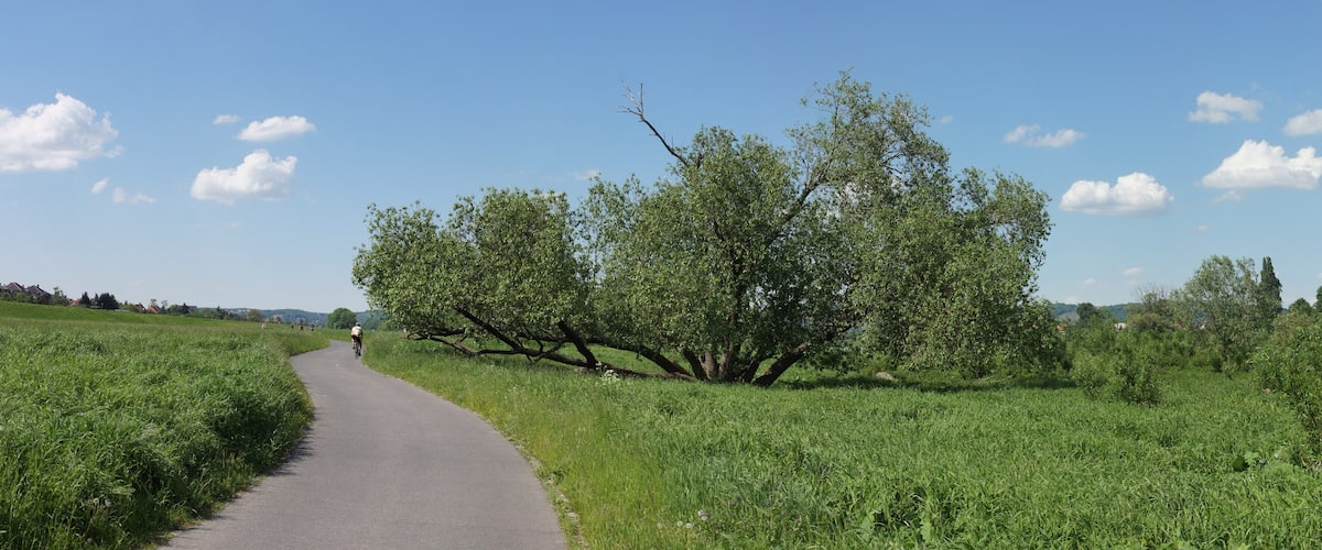 Elberadweg nördlich von Dresden bei Stetzsch