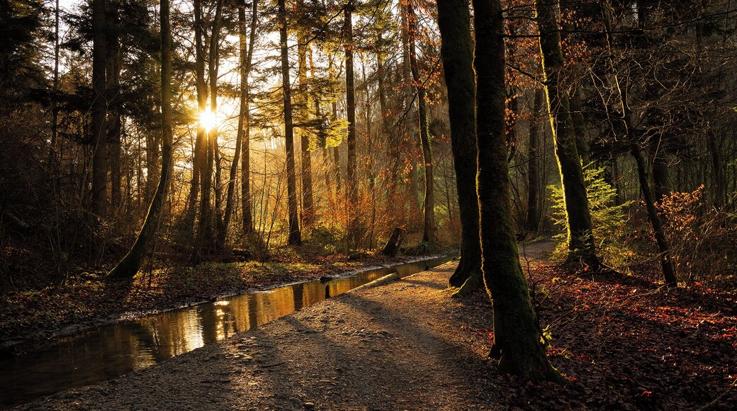 An easy walk not from far Bern, air so pure and ambiance so quiet that give you envy to come back again!