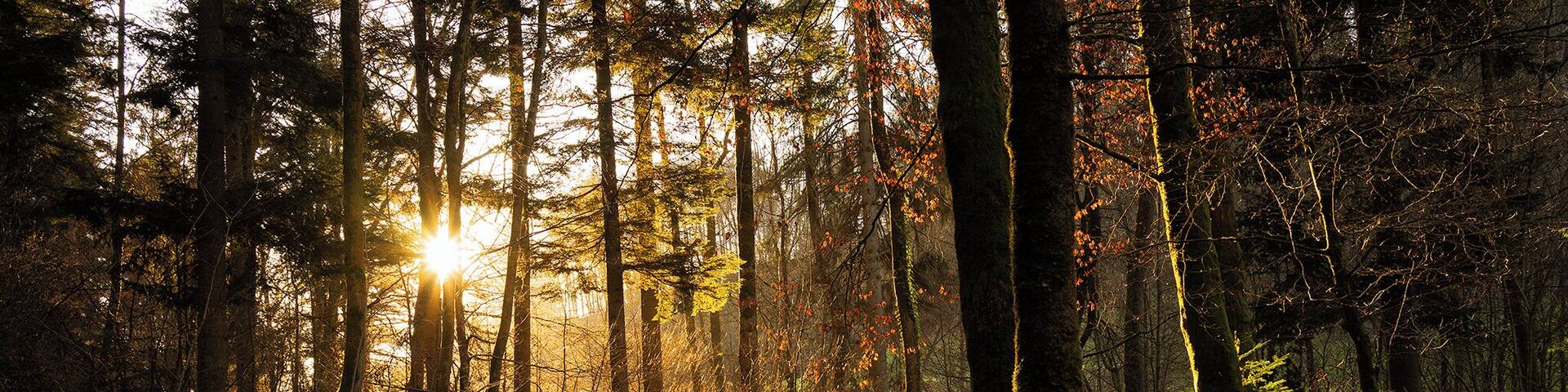 An easy walk not from far Bern, air so pure and ambiance so quiet that give you envy to come back again!