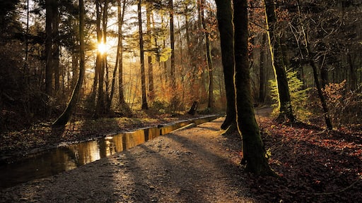 An easy walk not from far Bern, air so pure and ambiance so quiet that give you envy to come back again!