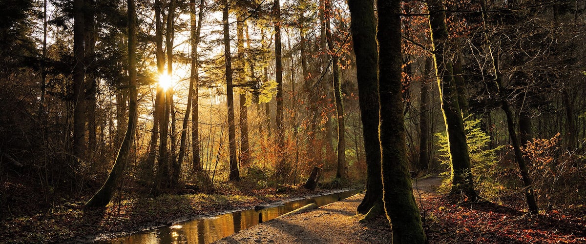 A forest path with a stream, surrounded by trees with autumn leaves.