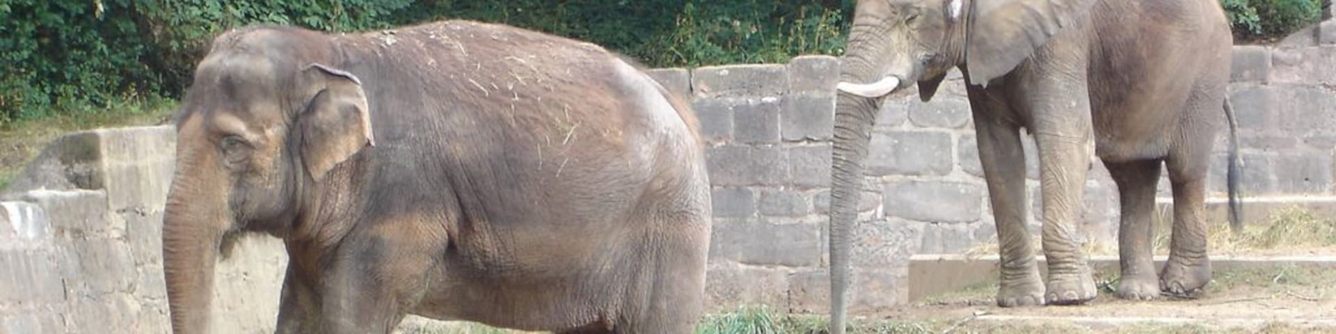Kiri (Asiatischer Elefant, links) und Yvonne (Afrikanischer Elefant, rechts) Tiergarten Nürnberg. Nachdem die Elefantendame Kiri im August 2007 nach einem Sturz nicht wieder aufzurichten war und eingeschläfert werden musste war die afrikanische Elefantendame Yvonne allein zurückgeblieben. Sie zog im Juli 2008 aufgrund ihres Alters in den Zoo Rostock um, da der Aufstieg in ihr Gehege im Tiergarten zu beschwerlich geworden war und sie im Zoo Rostock in Elefantendame Sara eine neue Gefährtin hatte. Am 23. April 2009 verstarb sie dort.