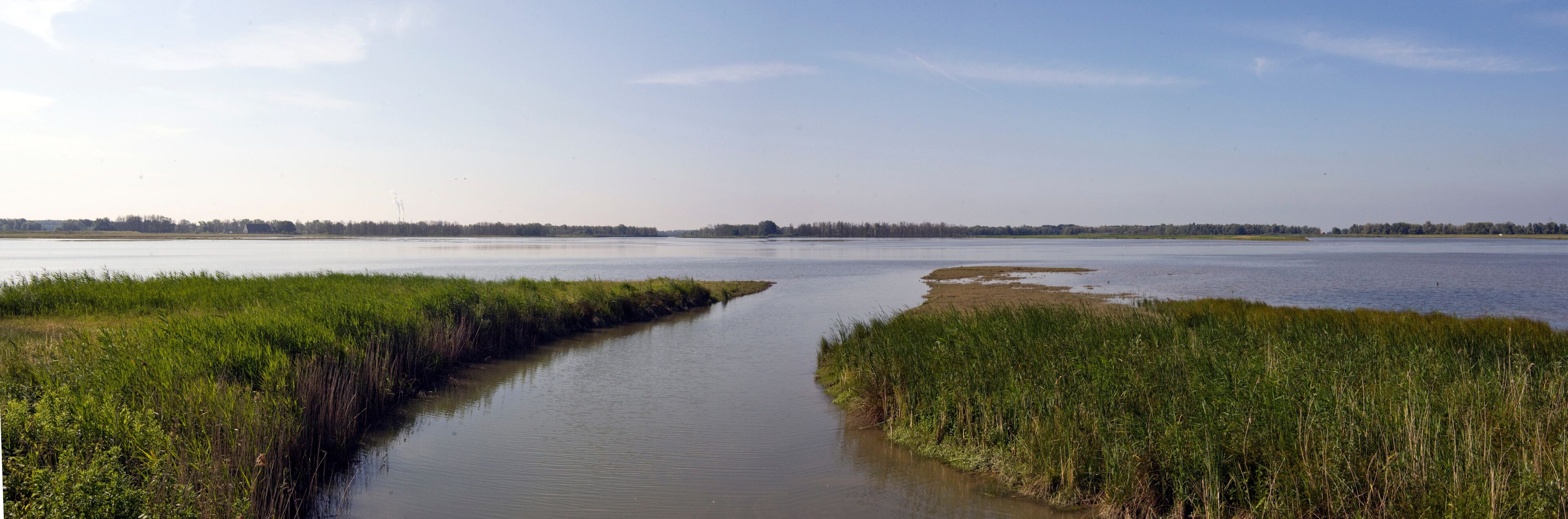 Hollandse biesbosch
