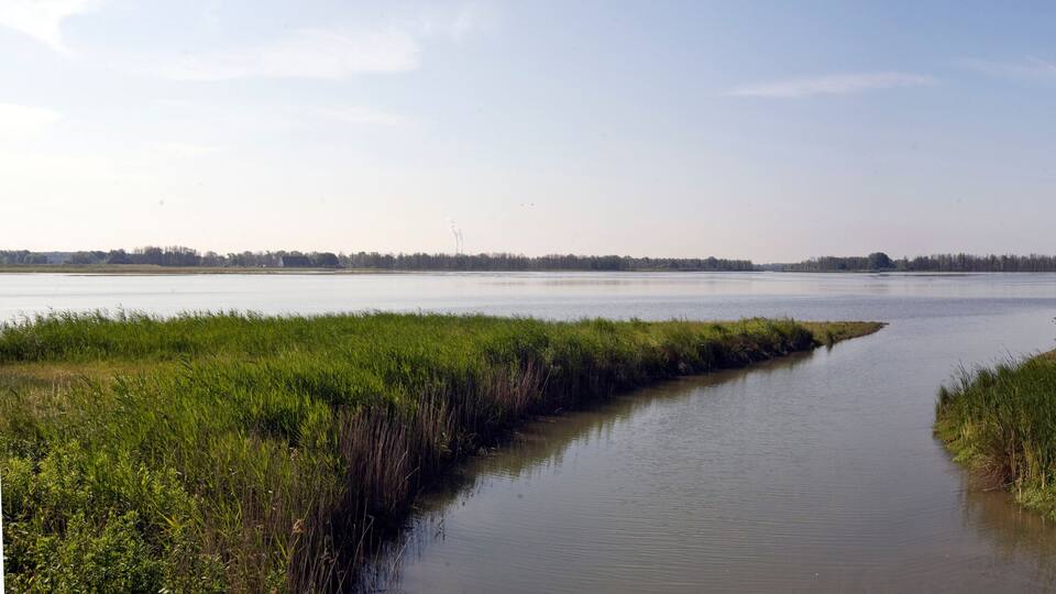 Hollandse biesbosch