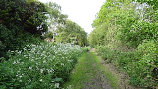 Raeburn Open Space, nature reserve in Berrylands, London